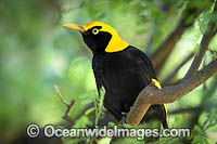 Regent Bowerbird male Photo - Gary Bell