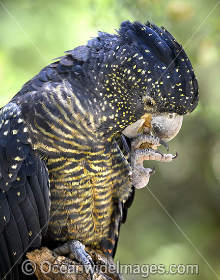 Red-tailed Black Cockatoo Calyptorhynchus banksii photo Red-tailed Black Cockatoo Calyptorhynchus banksii photo