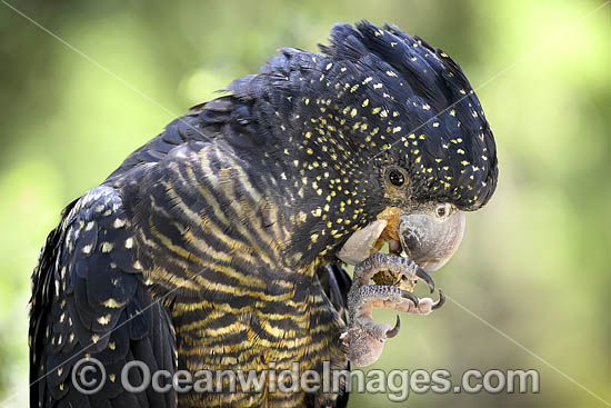 Red-tailed Black Cockatoo Calyptorhynchus banksii photo Red-tailed Black Cockatoo Calyptorhynchus banksii photo