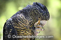 Red-tailed Black Cockatoo Calyptorhynchus banksii Photo - Gary Bell