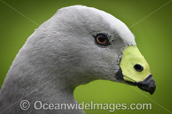 Cape Barren Goose photo Cape Barren Goose photo
