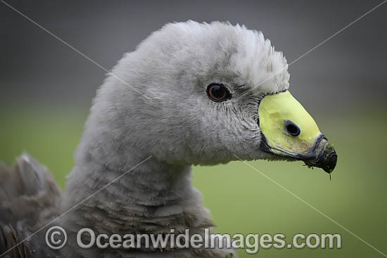 Cape Barren Goose photo