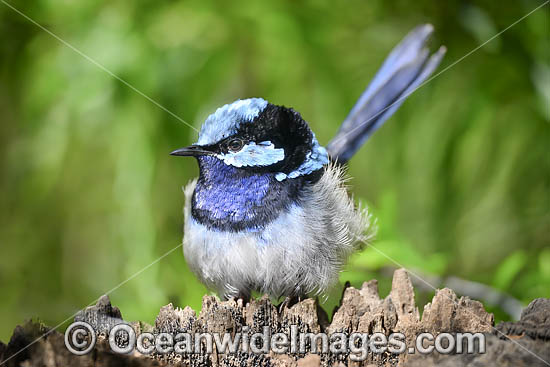Superb Fairy-wren male photo Superb Fairy-wren male photo