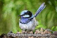 Superb Fairy-wren male Photo - Gary Bell