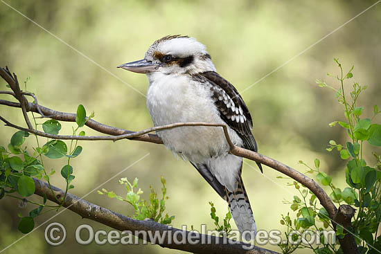 Laughing Kookaburra photo