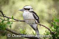 Laughing Kookaburra Photo - Gary Bell