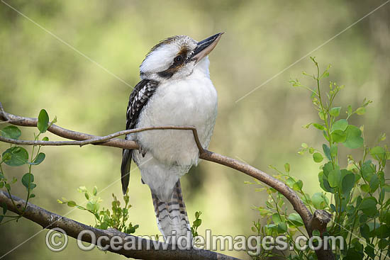 Laughing Kookaburra photo Laughing Kookaburra photo