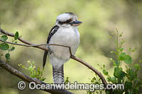 Laughing Kookaburra Photo - Gary Bell