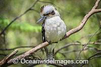 Laughing Kookaburra Photo - Gary Bell