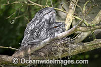 Tawny Frogmouth Australia Photo - Gary Bell