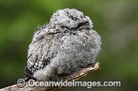 Tawny Frogmouth Australia Photo - Gary Bell