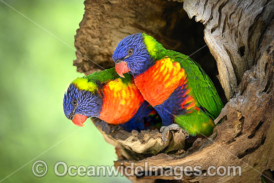Rainbow Lorikeet photo