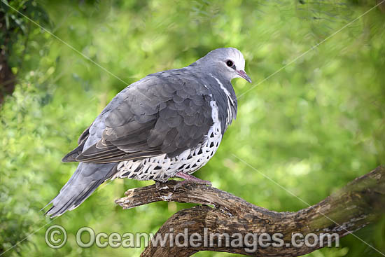 Wonga Pigeon Leucosarcia melanoleuca photo Wonga Pigeon Leucosarcia melanoleuca photo