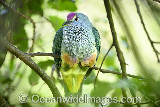 Rose-crowned Fruit Dove photo