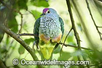 Rose-crowned Fruit Dove Photo - Gary Bell