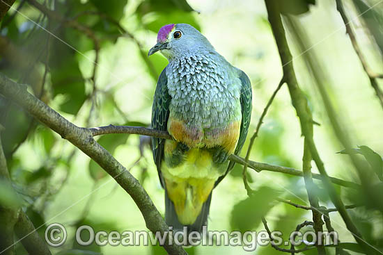 Rose-crowned Fruit Dove photo
