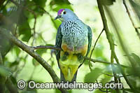 Rose-crowned Fruit Dove Photo - Gary Bell