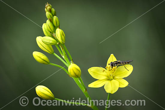 Bulbine Lily photo