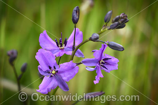 Chocolate Lily photo