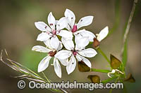 Milkmaids Photo - Gary Bell