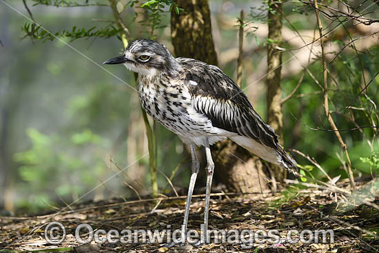 Bush Stone-curlew photo Bush Stone-curlew photo