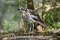 Bush Stone-curlew Photo - Gary Bell