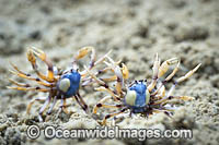 Soldier Crabs Photo - Gary Bell