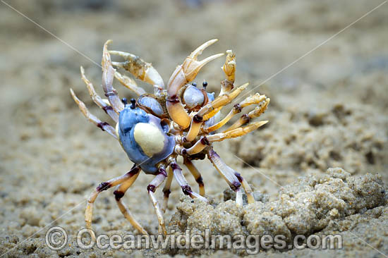 Soldier Crabs photo Soldier Crabs photo