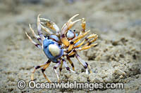 Soldier Crabs Photo - Gary Bell