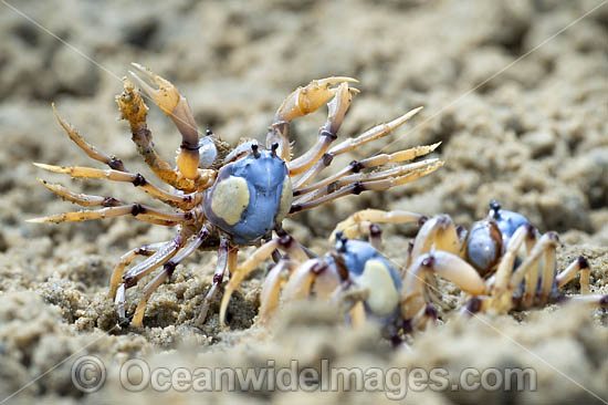 Soldier Crabs photo Soldier Crabs photo