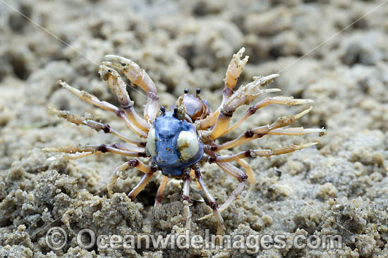 Soldier Crabs photo Soldier Crabs photo