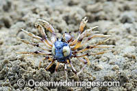 Soldier Crabs Photo - Gary Bell