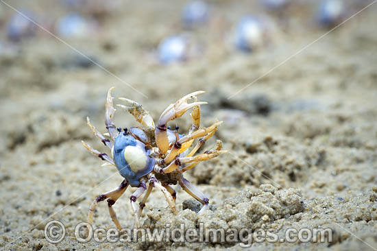 Soldier Crabs photo Soldier Crabs photo
