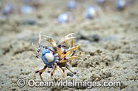 Soldier Crabs Photo - Gary Bell
