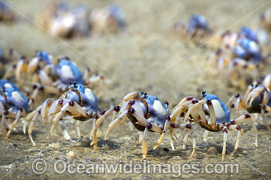 Soldier Crabs photo Soldier Crabs photo