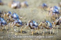 Soldier Crabs Photo - Gary Bell