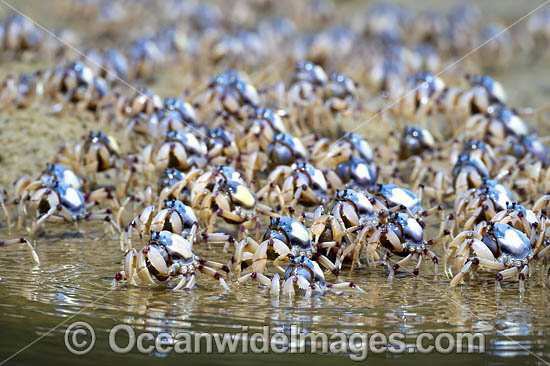 Soldier Crabs photo Soldier Crabs photo