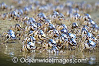 Soldier Crabs Photo - Gary Bell