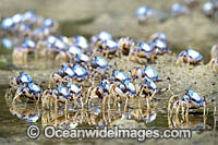 Soldier Crabs Photo - Gary Bell