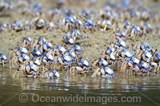 Soldier Crabs photo Soldier Crabs photo