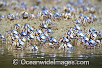 Soldier Crabs Photo - Gary Bell