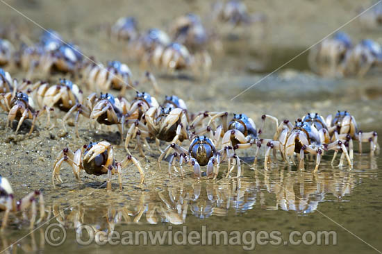 Soldier Crabs photo Soldier Crabs photo