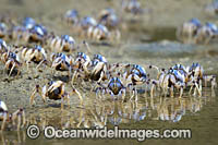 Soldier Crabs Photo - Gary Bell