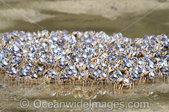 Soldier Crabs photo Soldier Crabs photo