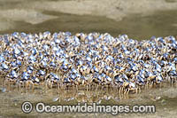 Soldier Crabs Photo - Gary Bell