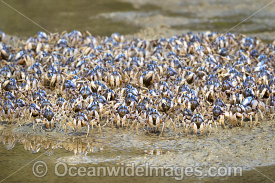 Soldier Crabs photo Soldier Crabs photo