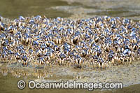Soldier Crabs Photo - Gary Bell