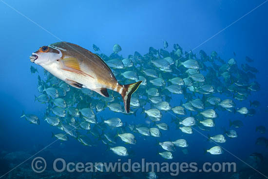 Red Morwong photo Red Morwong photo