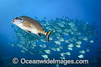 Red Morwong Photo - Gary Bell