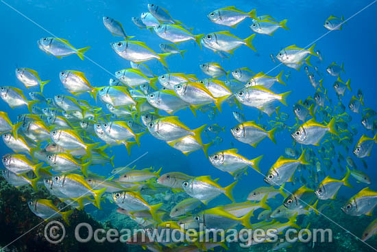 Schooling Eastern Pomfred photo Schooling Eastern Pomfred photo
